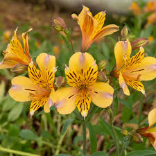 "Alstroemeria Blumensamen zur Aussaat leuchtend Blüten Traditionssorte & ohne Gentechnik Samen Hausgarten