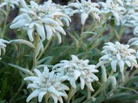 Weiß Edelweiss Boden Blumensamen zur Aussaat – leuchtend Blüten – Traditionssorte & ohne Gentechnik Samen Hausgarten