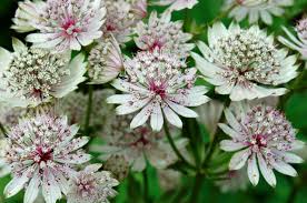 Masterwort Blumensamen zur Aussaat – pflegeleicht – Traditionssorte & ohne Gentechnik Samen Hausgarten