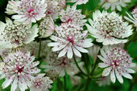 Masterwort Blumensamen zur Aussaat – pflegeleicht – Traditionssorte & ohne Gentechnik Samen Hausgarten