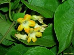 Telosma Cordata Blumensamen zur Aussaat – hochwertige Samen leuchtend Blüten