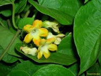 Telosma Cordata Blumensamen zur Aussaat – hochwertige Samen leuchtend Blüten