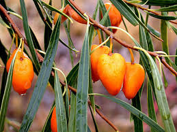 Gumbi Gumbi Samen Australischer Baum