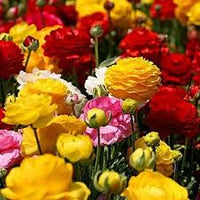Rosa Weiß Ranunculus Blumensamen zur Aussaat – Garten beliebt – Traditionssorte & ohne Gentechnik Samen Hausgarten