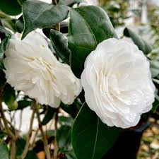 Kamelie Weiß Blumensamen zur Aussaat – Wildblume Mischung – Traditionssorte & ohne Gentechnik Samen Hausgarten