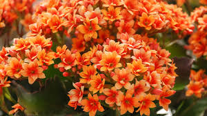 Flammendes Käthchen Rot Orange Blumensamen zur Aussaat – Bestäuber freundlich – Traditionssorte & ohne Gentechnik Samen Hausgarten