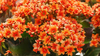 Flammendes Käthchen Rot Orange Blumensamen zur Aussaat – Bestäuber freundlich – Traditionssorte & ohne Gentechnik Samen Hausgarten