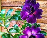 dunkel Lila Wüstenrose Blumensamen zur Aussaat – hochwertige Qualitäts- – Traditionssorte & ohne Gentechnik Samen Hausgarten