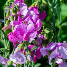 Peach sweet pea blume samen for anpflanzung – heirloom nongmo high germination organic garten samen
 
 sale for anpflanzung in home garten