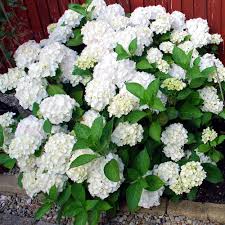 Hortensie Weiß Blumensamen zur Aussaat – farbenfroh Schau – Traditionssorte & ohne Gentechnik Samen Hausgarten