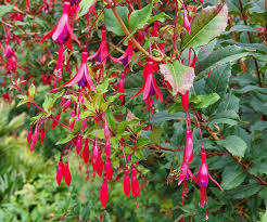 Fuchsie Blumensamen zur Aussaat – leuchtend – Traditionssorte & ohne Gentechnik Samen Hausgarten