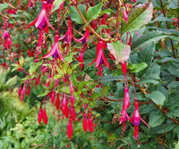 Fuchsie Blumensamen zur Aussaat – leuchtend – Traditionssorte & ohne Gentechnik Samen Hausgarten