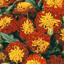 Grün Studentenblume Blumensamen zur Aussaat – leuchtend – Traditionssorte & ohne Gentechnik Samen Hausgarten
