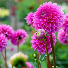 Rosa mehrfarbige Dahlie Blumensamen zur Aussaat – duftend Blüten – Traditionssorte & ohne Gentechnik Samen Hausgarten