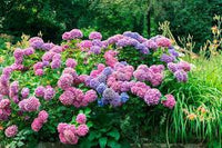 Hortensie hell Grün Blumensamen zur Aussaat – lang Blüte Saison – Traditionssorte & ohne Gentechnik Samen Hausgarten