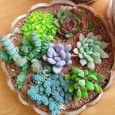 Mixed sempervivum hybridum blume samen for anpflanzung - garten favorite, heirloom & gmo free samen for home garten
 
 sale samen for home garten