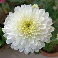 Weiß chrysanthemum blume samen for anpflanzung - sun loving, heirloom & gmo free samen for home garten
 
 sale samen for home garten