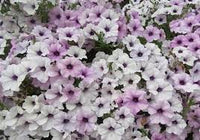 Petunia tidal wave silver blume samen for anpflanzung - seasonal bloomer, heirloom & gmo free samen for home garten
 
 sale samen for home garten