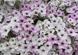 Petunia tidal wave silver blume samen for anpflanzung - seasonal bloomer, heirloom & gmo free samen for home garten
 
 sale samen for home garten