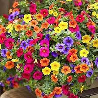 Mixed hanging petunia blume samen for anpflanzung - cottage garten essential, heirloom & gmo free samen for home garten
 
 sale samen for home garten