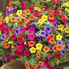 Mixed hanging petunia blume samen for anpflanzung - cottage garten essential, heirloom & gmo free samen for home garten
 
 sale samen for home garten