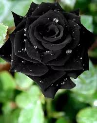 Schwarz rose blume samen for anpflanzung - easy to grow, heirloom & gmo free samen for home garten
 
 sale for anpflanzung in home garten