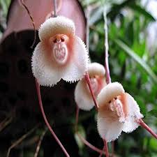 Monkey face light rosa orchids blume samen for anpflanzung - hardy variety, heirloom & gmo free samen for home garten
 
 sale samen for home garten