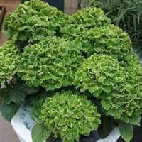 Dark grün hydrangea blume samen for anpflanzung - easy to grow, heirloom & gmo free samen for home garten
 
 sale samen for home garten