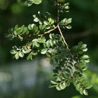 Grün eucalyptus parvifolia blume samen for anpflanzung - sun loving, heirloom & gmo free samen for home garten
 
 sale samen for home garten