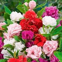Double camellia mixed blume samen for anpflanzung - wildflower mix, heirloom & gmo free samen for home garten
 
 sale for anpflanzung in home garten.