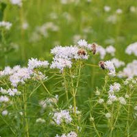 Weiß mountain mint blume samen for anpflanzung - drought tolerant, heirloom & gmo free samen for home garten
 
 sale samen for anpflanzung in home garten