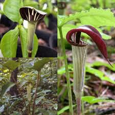 Grün arisaema triphyllum blume samen for anpflanzung - sun loving, heirloom & gmo free samen for home garten
 
 sale samen for home garten