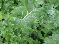Green Walking Stick Kale Tree Samen für einfache Aussaat