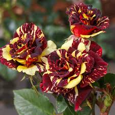 Rot Gelb Abracadabra Blumensamen zur Aussaat – duftend Blüten – Traditionssorte & ohne Gentechnik Samen Hausgarten