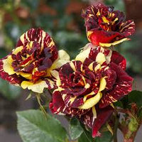 Rot Gelb Abracadabra Blumensamen zur Aussaat – duftend Blüten – Traditionssorte & ohne Gentechnik Samen Hausgarten