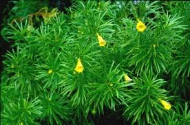 Thevetia Peruviana Blumensamen zur Aussaat leuchtend tropisch Blüten
