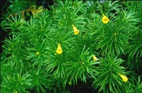 Thevetia Peruviana Blumensamen zur Aussaat leuchtend tropisch Blüten