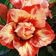 Wüstenrose Obesum Orange Blumensamen zur Aussaat – Bestäuber freundlich – Traditionssorte & ohne Gentechnik Samen Hausgarten