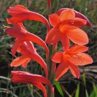 Watsonie Watsonie Blumensamen – Traditionssorte ohne Gentechnik Garten Aussaat