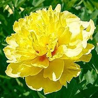 Gelb Pfingstrose Blumensamen zur Aussaat