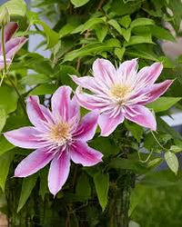 Waldrebe klein Rosa Blumensamen zur Aussaat – ideal Rabatten – Traditionssorte & ohne Gentechnik Samen Hausgarten