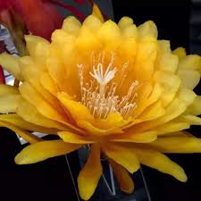 Gelb Epiphyllum Blumensamen zur Aussaat – Drought verträglich – Traditionssorte & ohne Gentechnik Samen Hausgarten