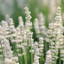 Provence Lavendel Weiß Blumensamen zur Aussaat – sonnenliebend – Traditionssorte & ohne Gentechnik Samen Hausgarten