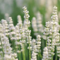 Provence Lavendel Weiß Blumensamen zur Aussaat – sonnenliebend – Traditionssorte & ohne Gentechnik Samen Hausgarten
