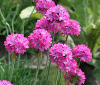 Armeria Blumensamen zur Aussaat – Landhaus Garten wichtig – Traditionssorte & ohne Gentechnik Samen Hausgarten
