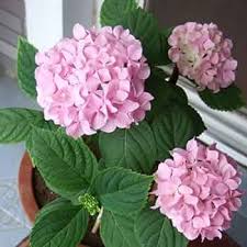 Hortensie Rosa Blumensamen zur Aussaat – duftend Blüten – Traditionssorte & ohne Gentechnik Samen Hausgarten