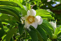 Weiß Dillenia Blumensamen zur Aussaat – lang Blüte Saison – Traditionssorte & ohne Gentechnik Samen Hausgarten