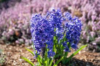 Blau Hyacinthus Blumensamen zur Aussaat – Wildblume Mischung – Traditionssorte & ohne Gentechnik Samen Hausgarten
