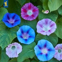 Prunkwinden Samen Mischung Ipomoea