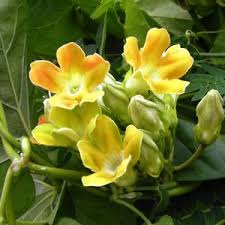 Telosma Cordata Blumensamen zur Aussaat – hochwertige Samen leuchtend Blüten